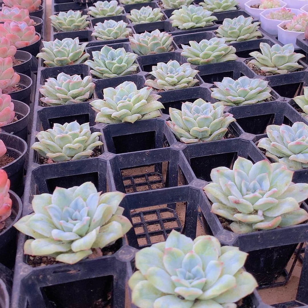 泡泡沙群94946466444444