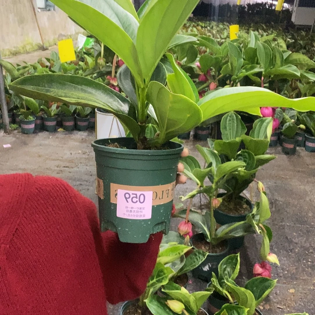 刘*木本花卉059宝莲灯