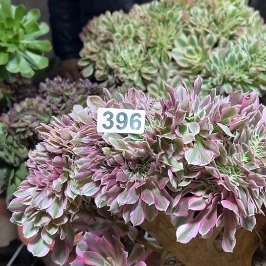 娜***贵多肉植物一个女巫396