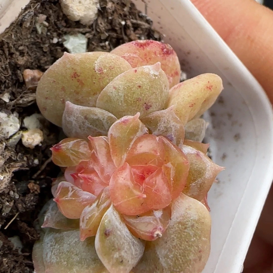 柚缇盆桌上一个满25包邮