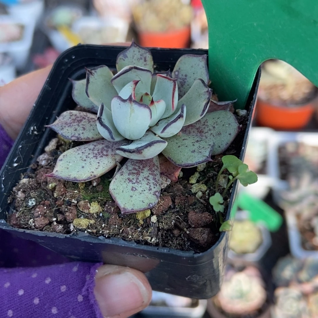 1632剑斯诺娃多肉植物
