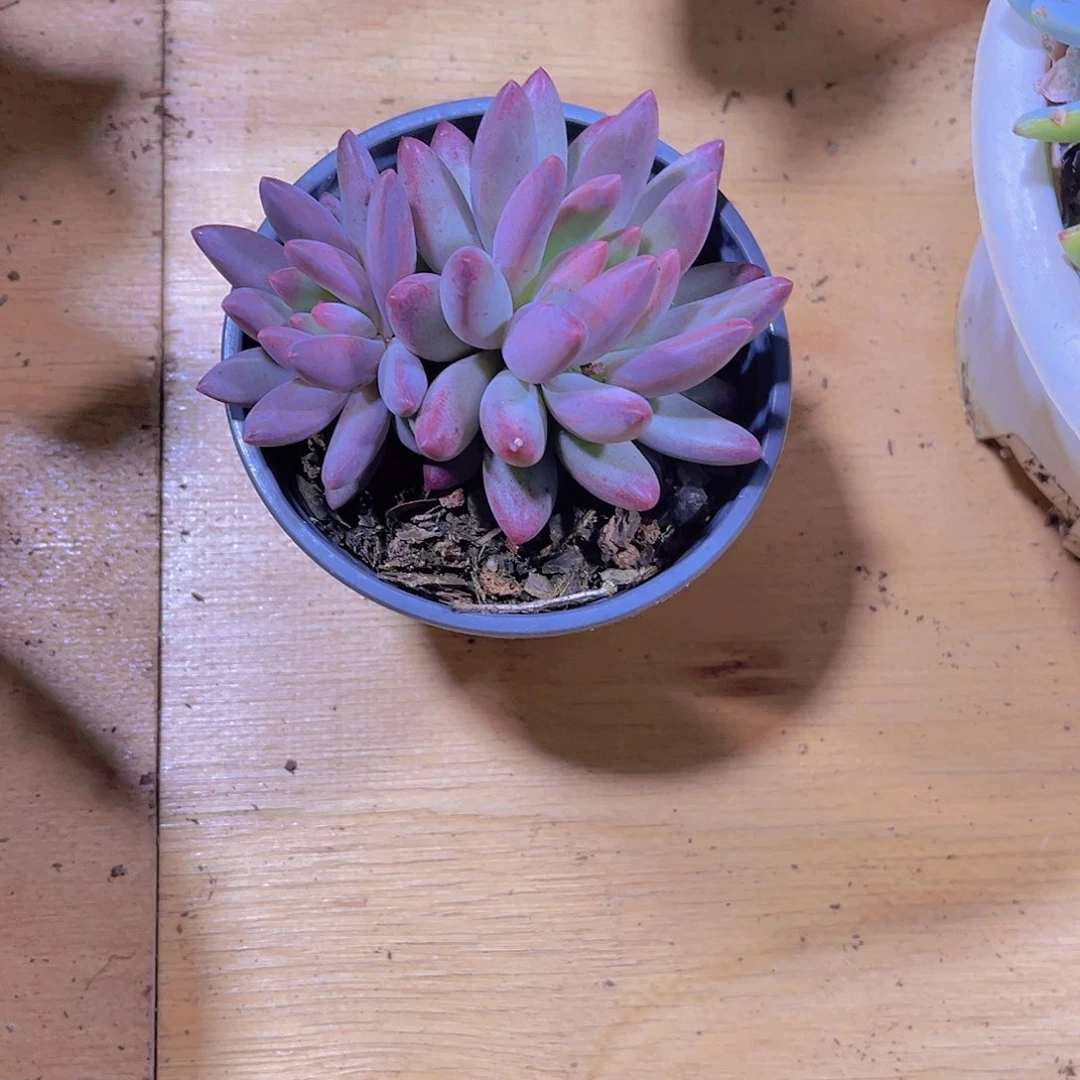 彭*000000000000000000273