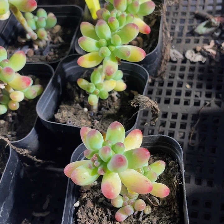 6.5方乙女心带盆