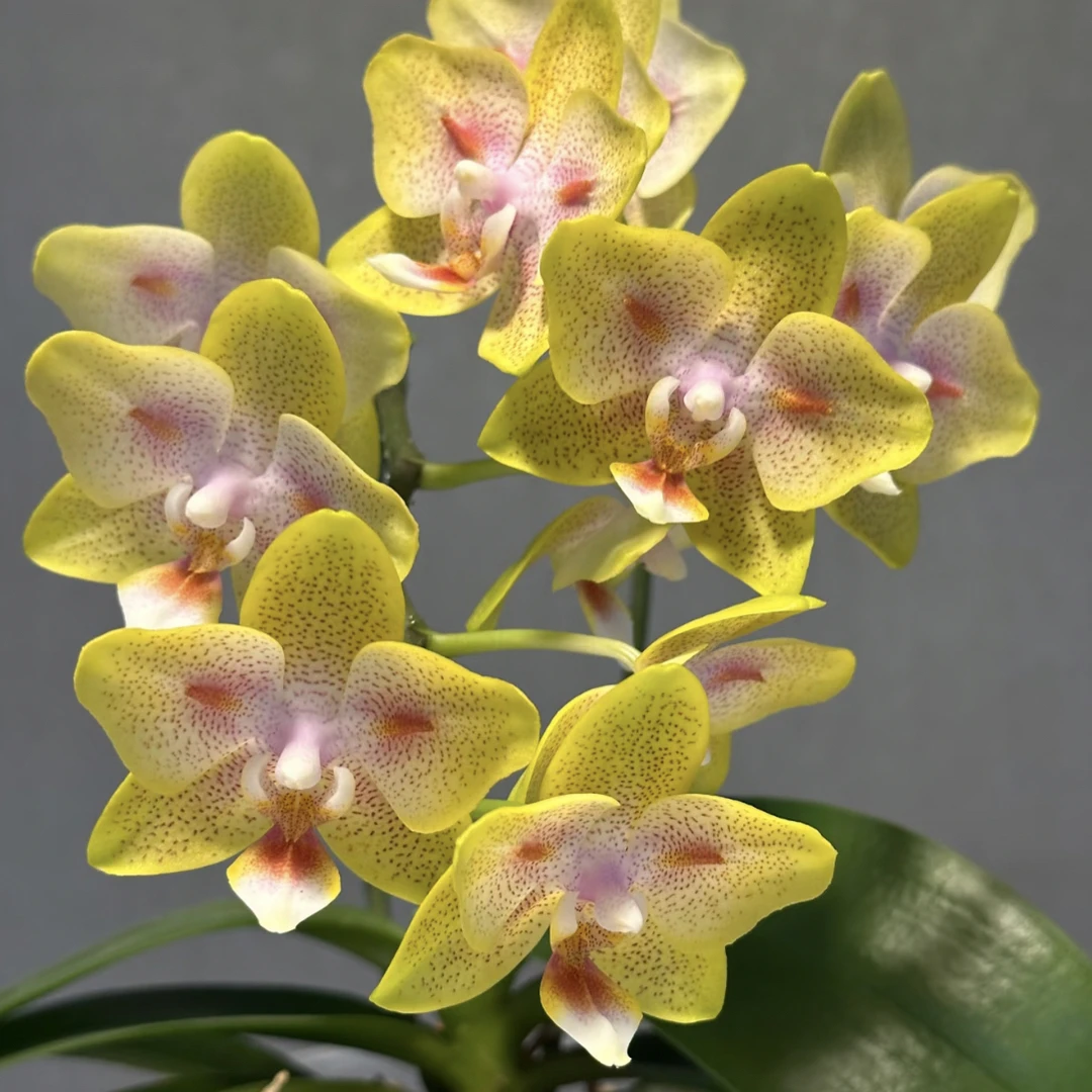 【海绵宝宝】稀缺品种3.0寸 有花剑,有返祖几率