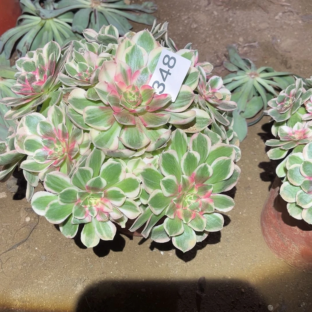 玉芙蓉多肉法师348号