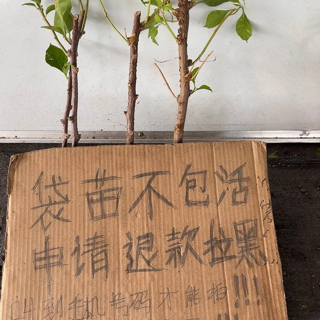 遇***开当前无花栽培后可以开花袋苗盲盒三颗