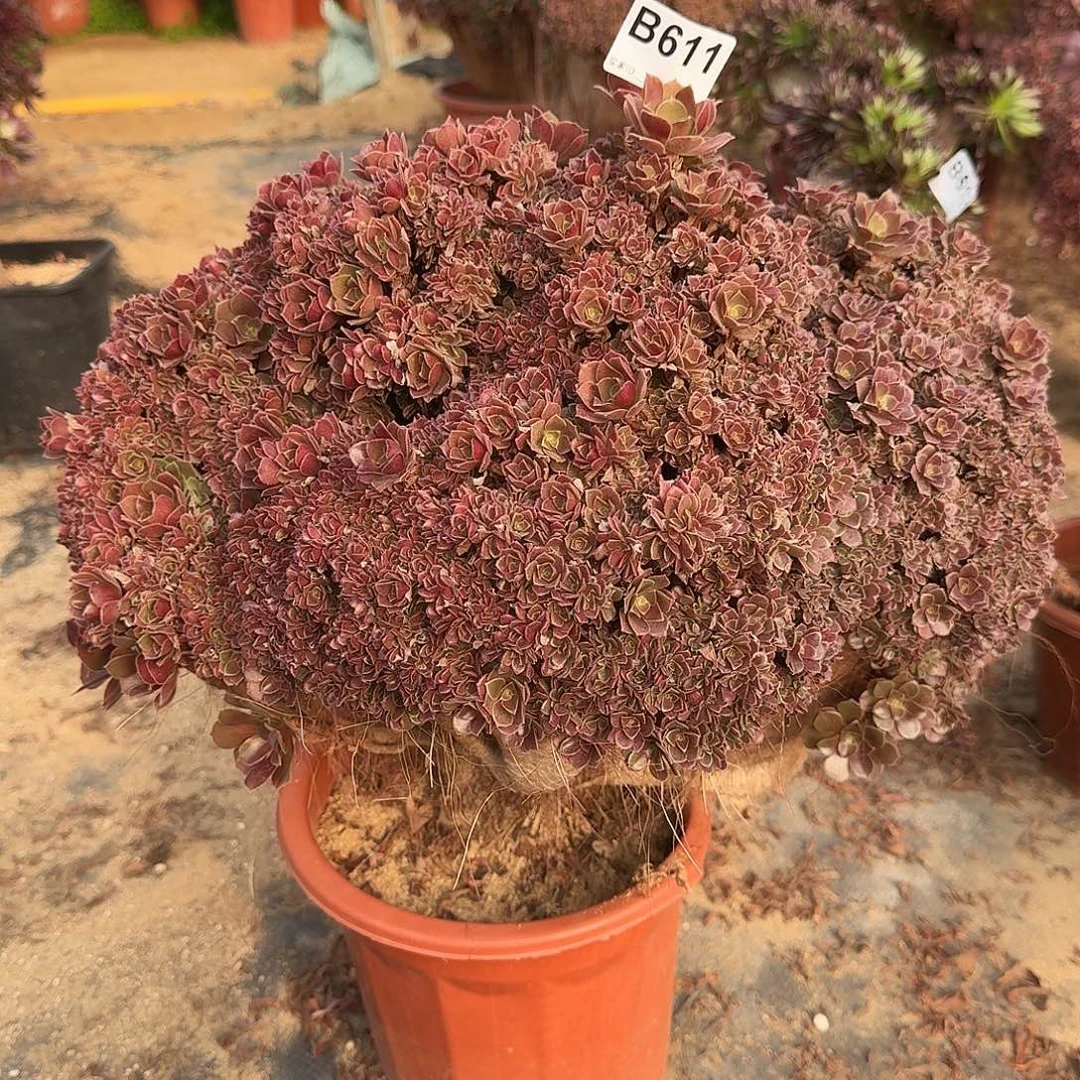 611火玫瑰朵朵有伤一颗