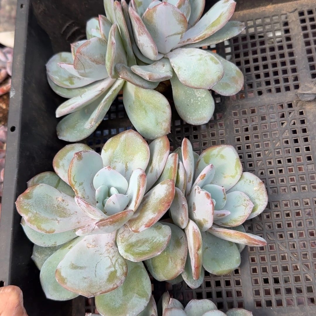 三颗双头韩版奶茶一物一拍17