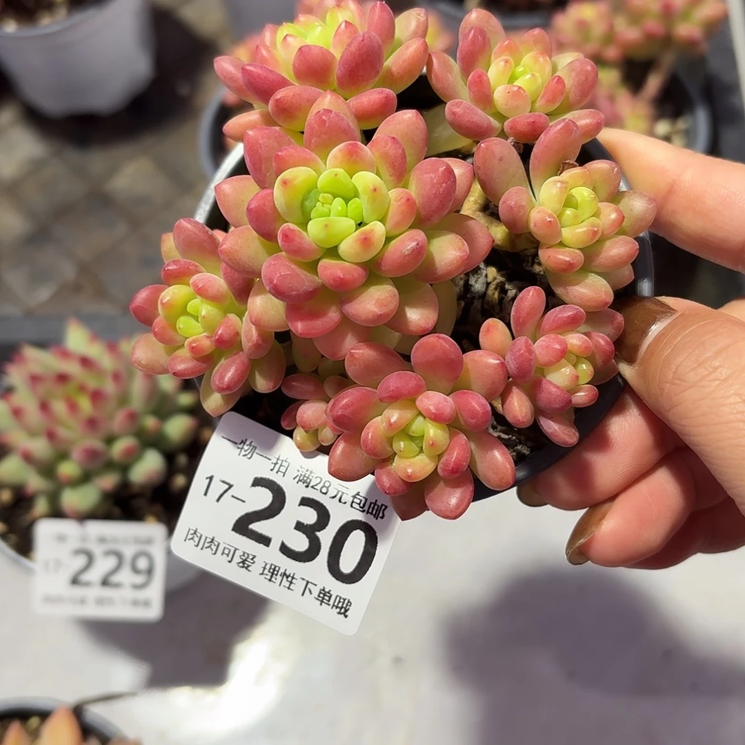 香格里拉无盆土发货无