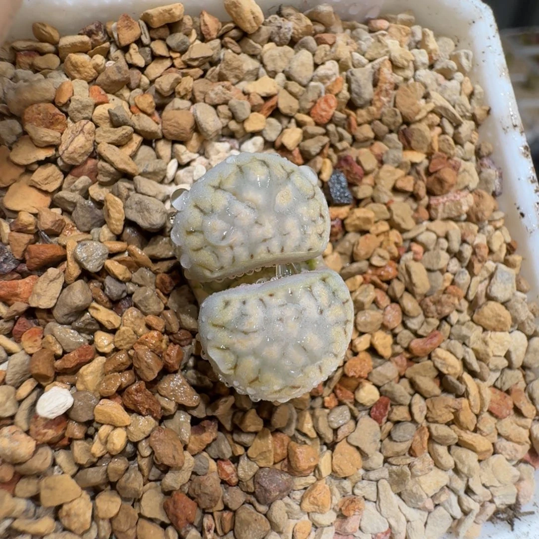 1**10112-20饼干1621.6