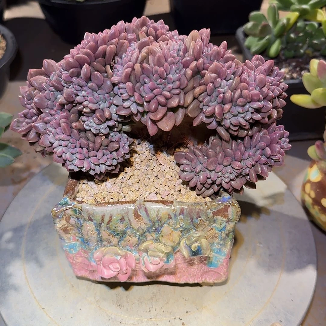 桃花源缀化18公分