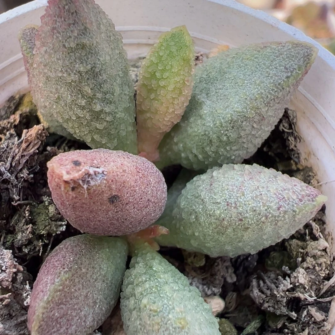 冰晶款实生新品多肉植物水泡