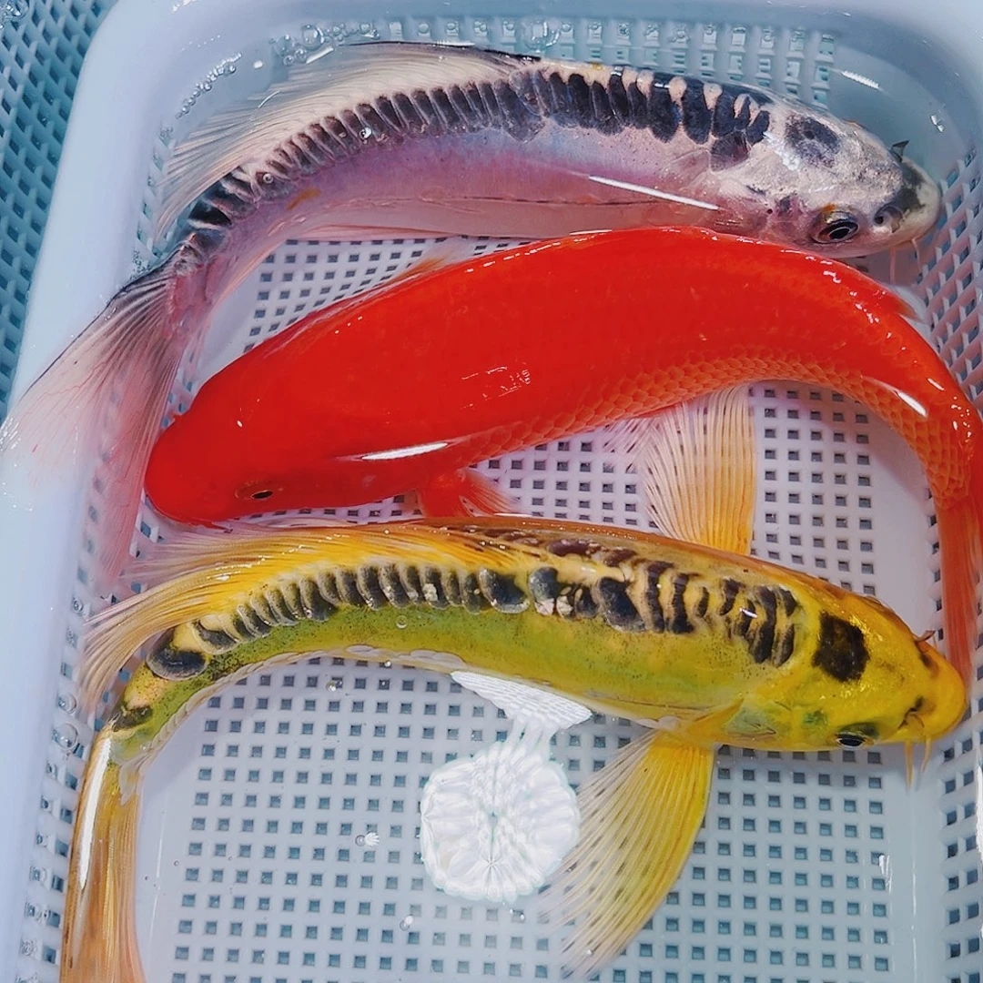 锦鲤锦鲤冷水观赏鱼