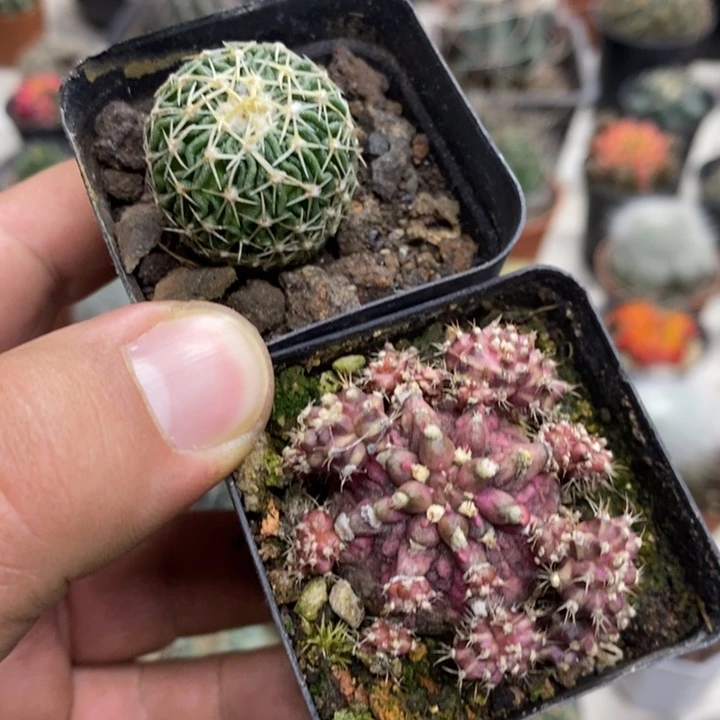 太刀岚海神2颗特价