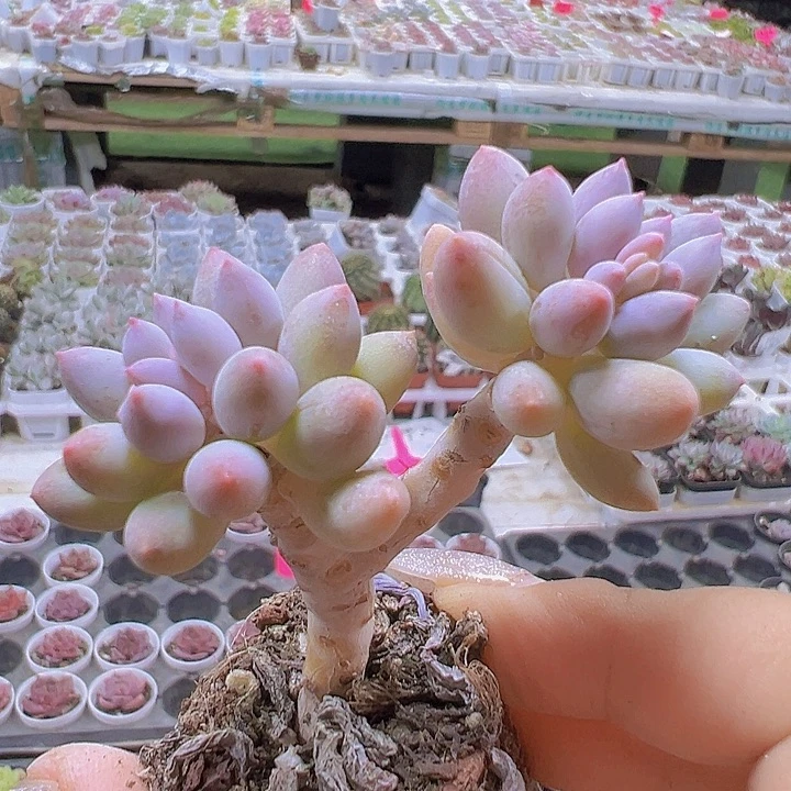 手指2盆5厘米盆19包邮