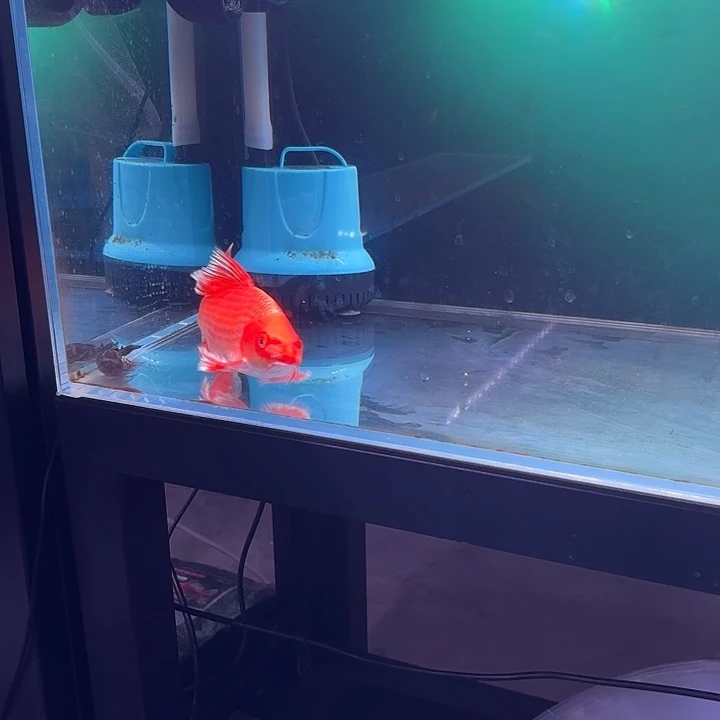 蝴蝶鲤鱼22号蝴蝶鲤