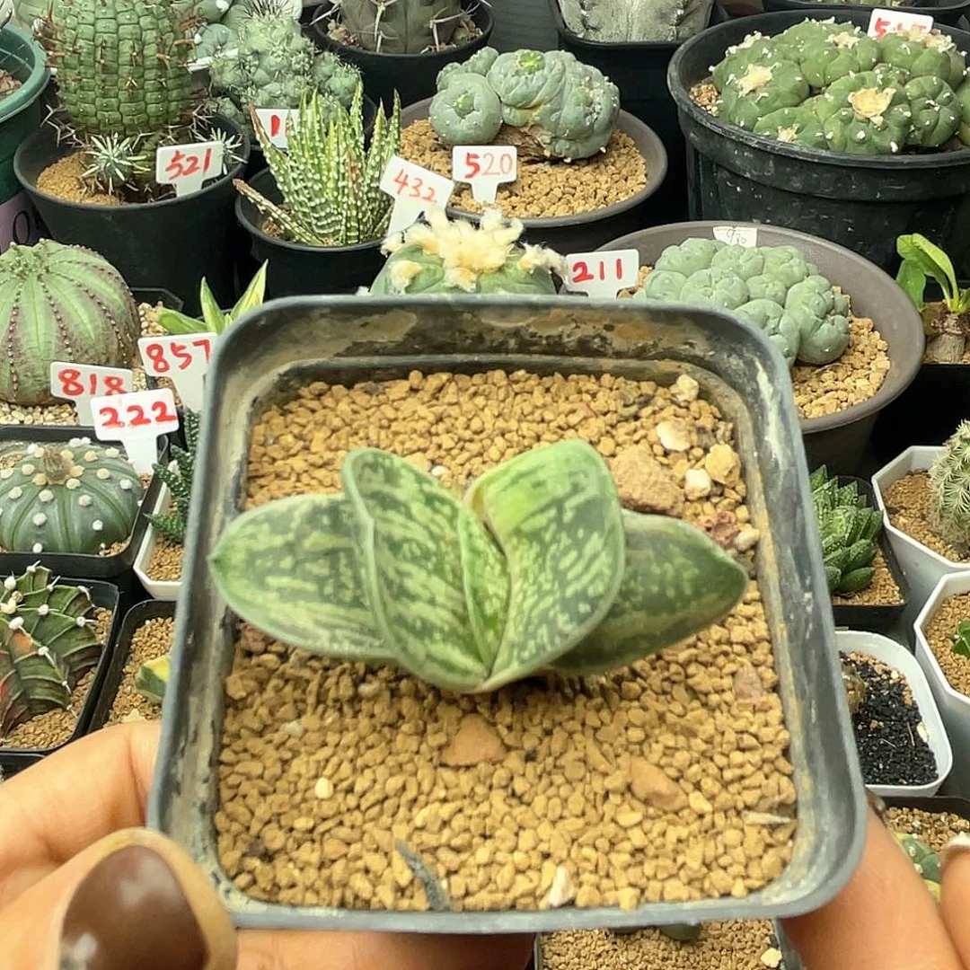 实生卧牛绿冰仙人球
