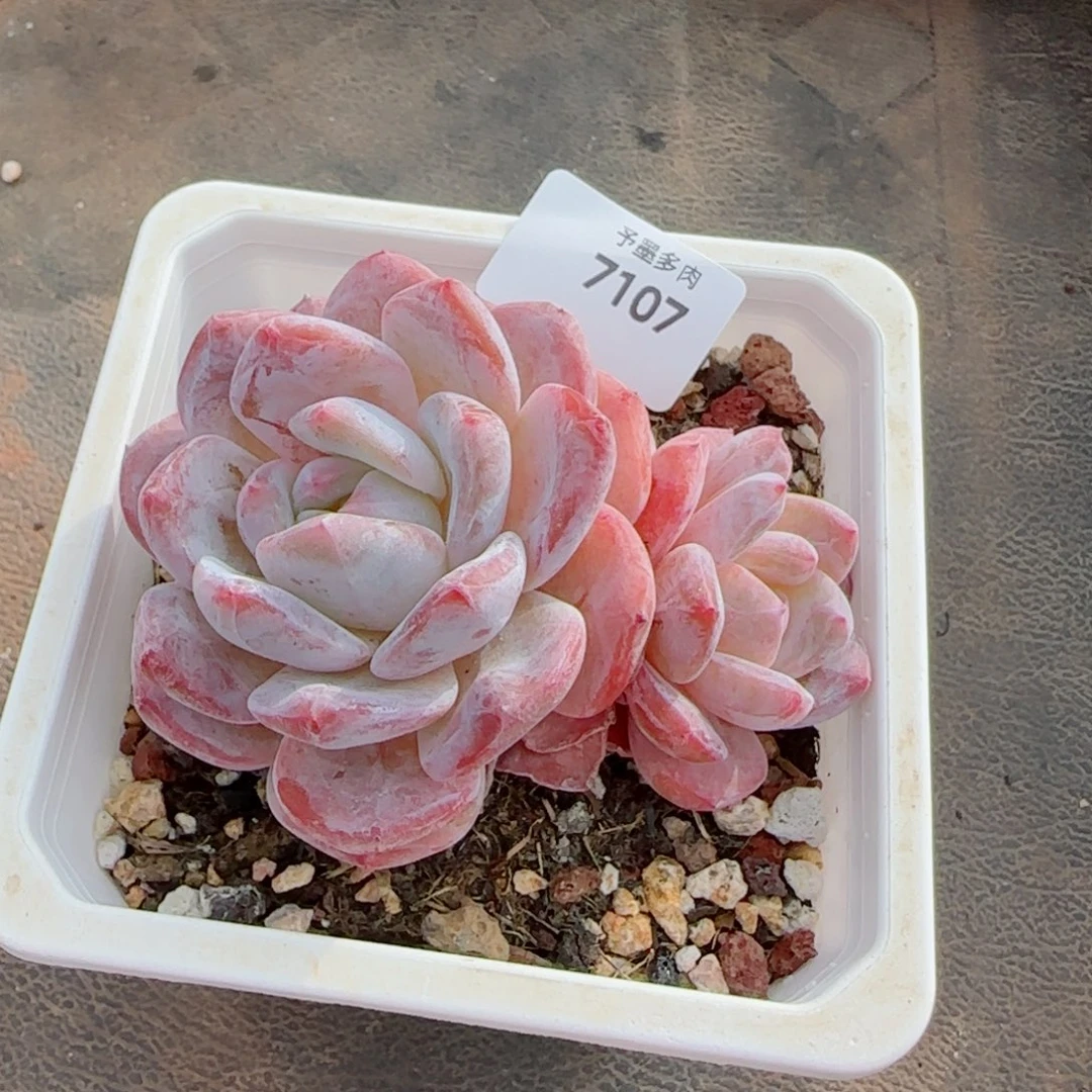 冰橙，7107多肉植物