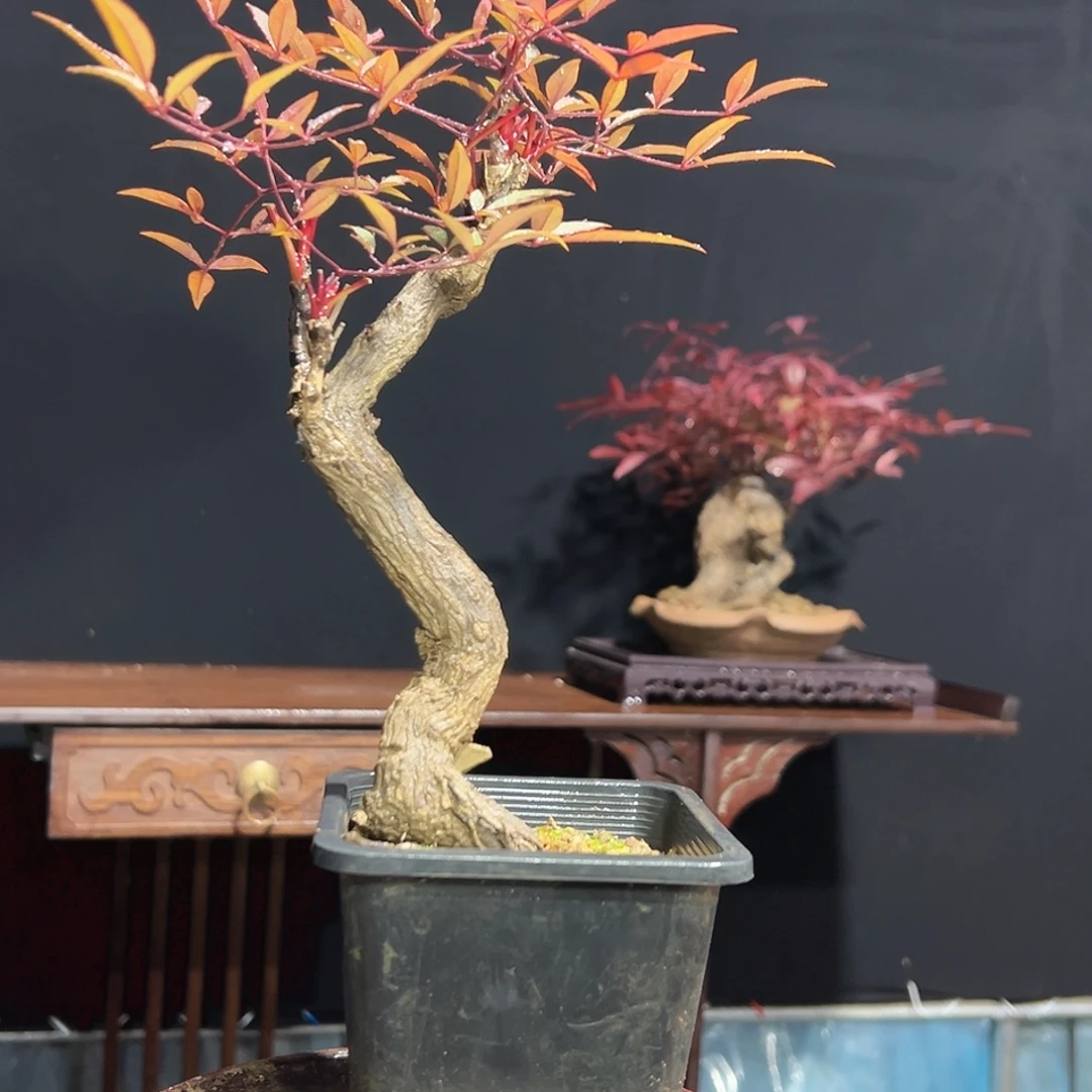 无花朵00000000007