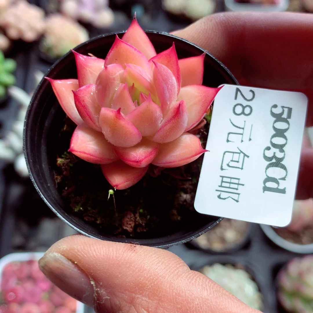 5厘米盆精控多肉5003