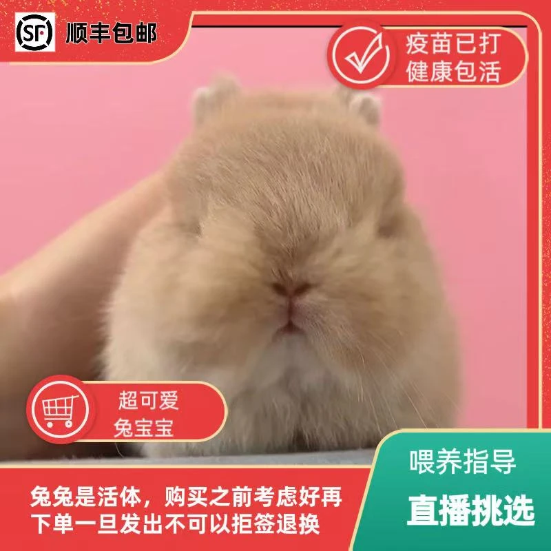 长不大宠物兔活体迷你长不大宠物双血侏儒兔垂耳兔小型兔子茶杯兔