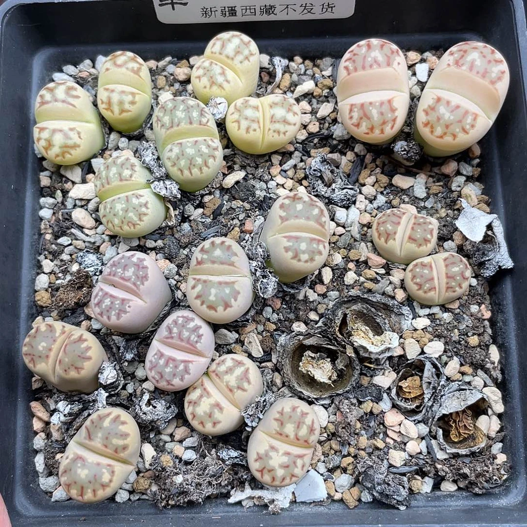 684000000花花花花花花花