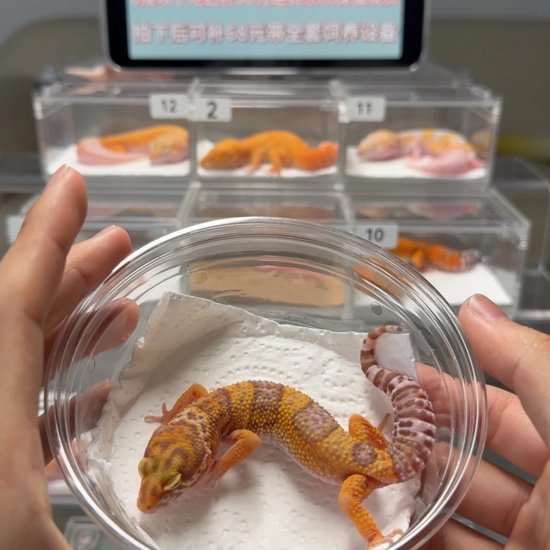 豹纹守宫橘白妹妹