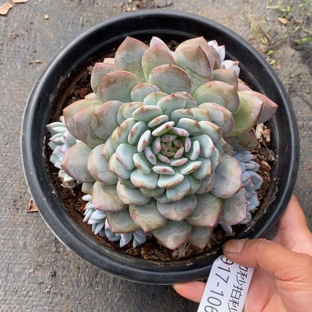 夏悦多肉918-106星星橙