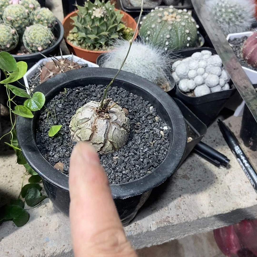 龟甲龙一物一拍，