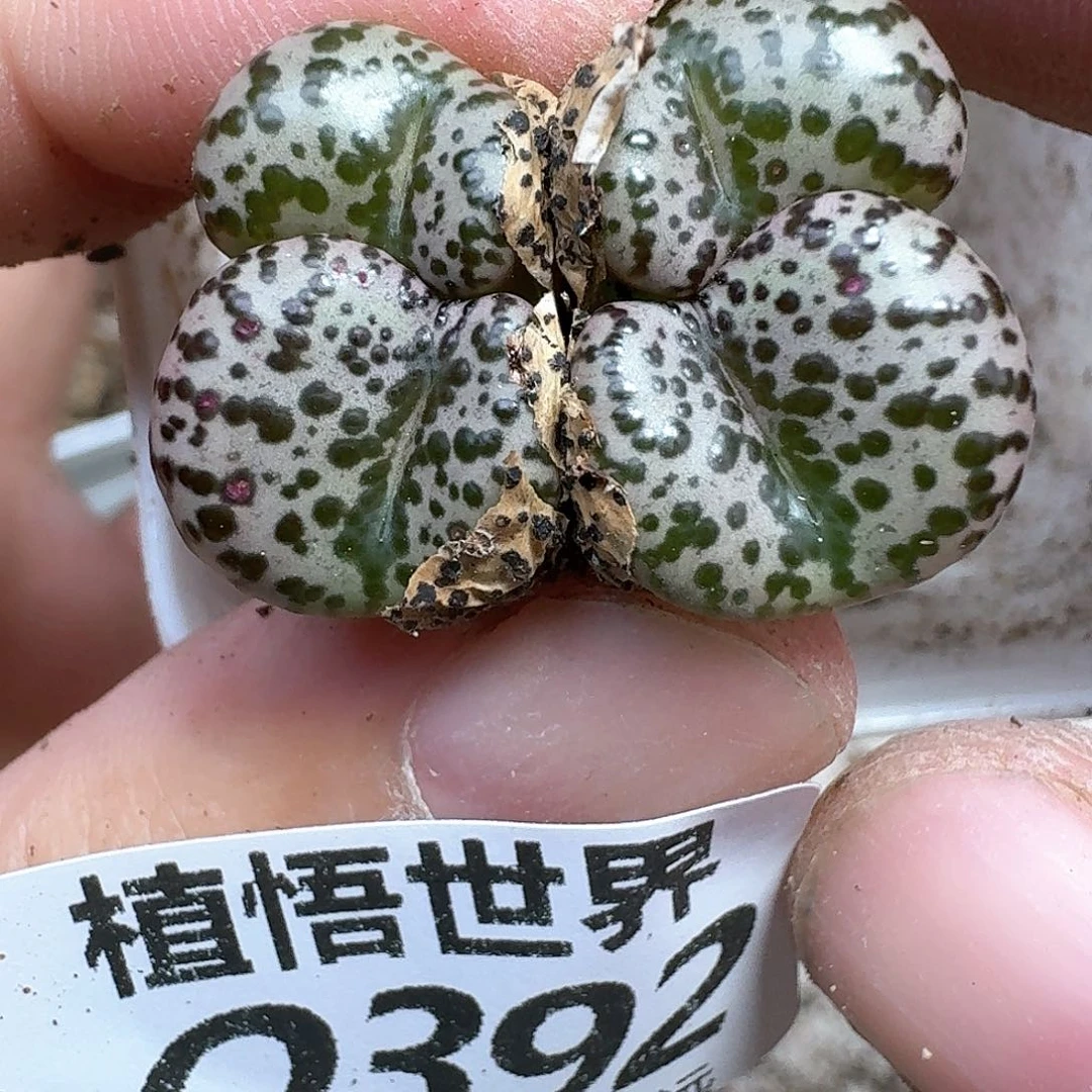 多肉植物的润泽的多