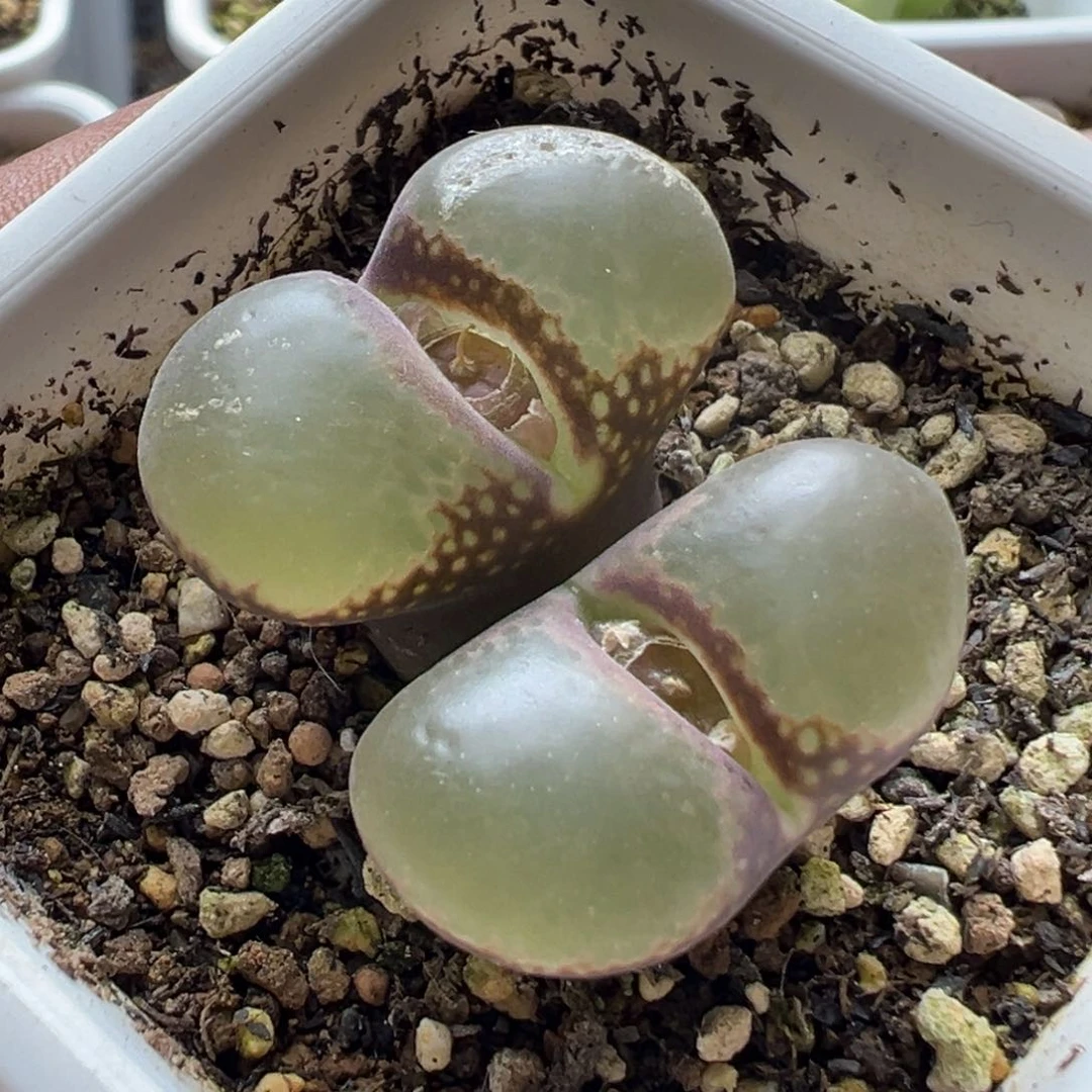 无花朵实生风铃玉8号