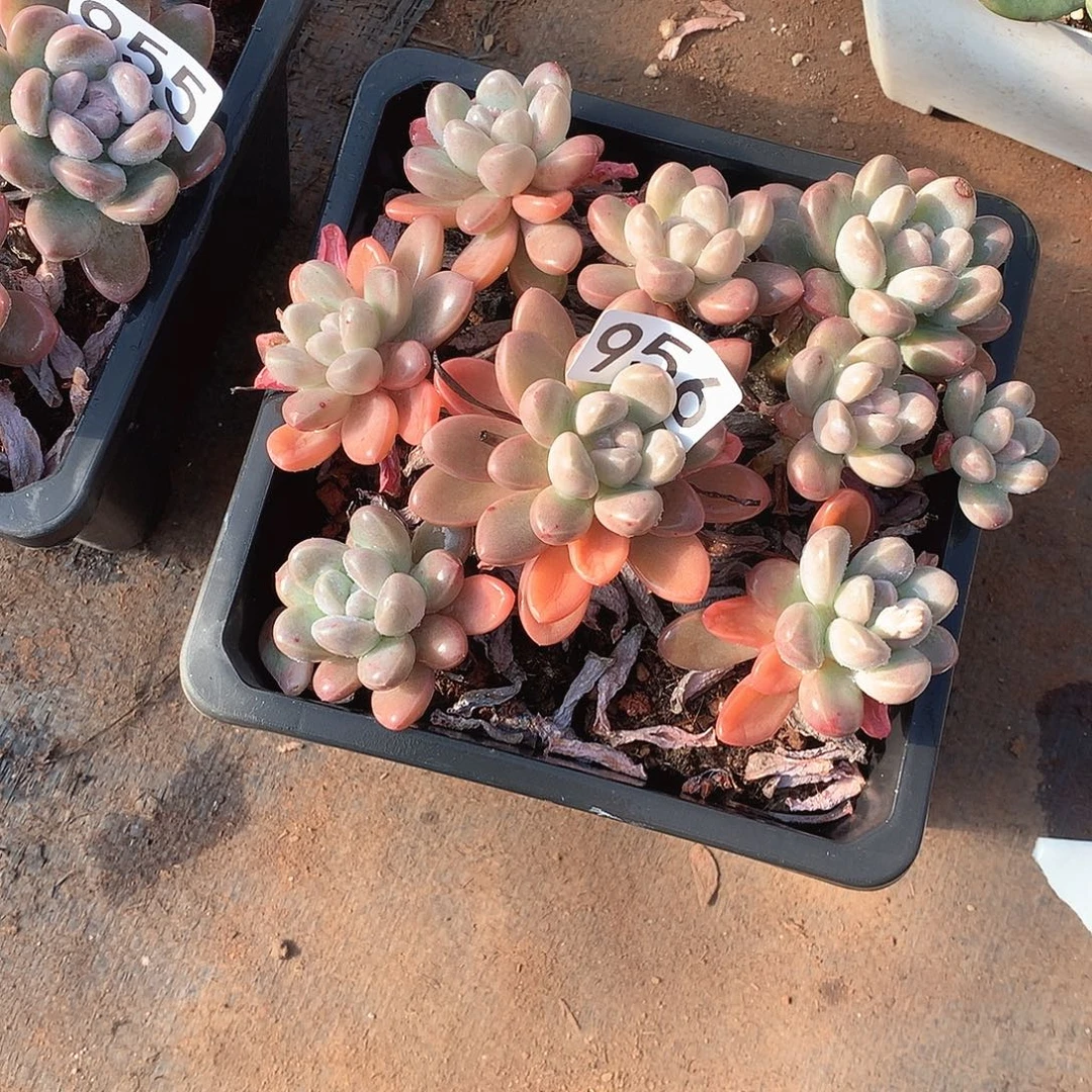 956香玉 一物一拍多肉