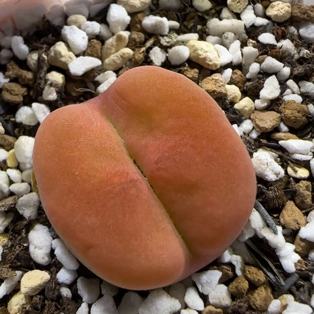 夏***天7.8。蟠桃祖宗。5021