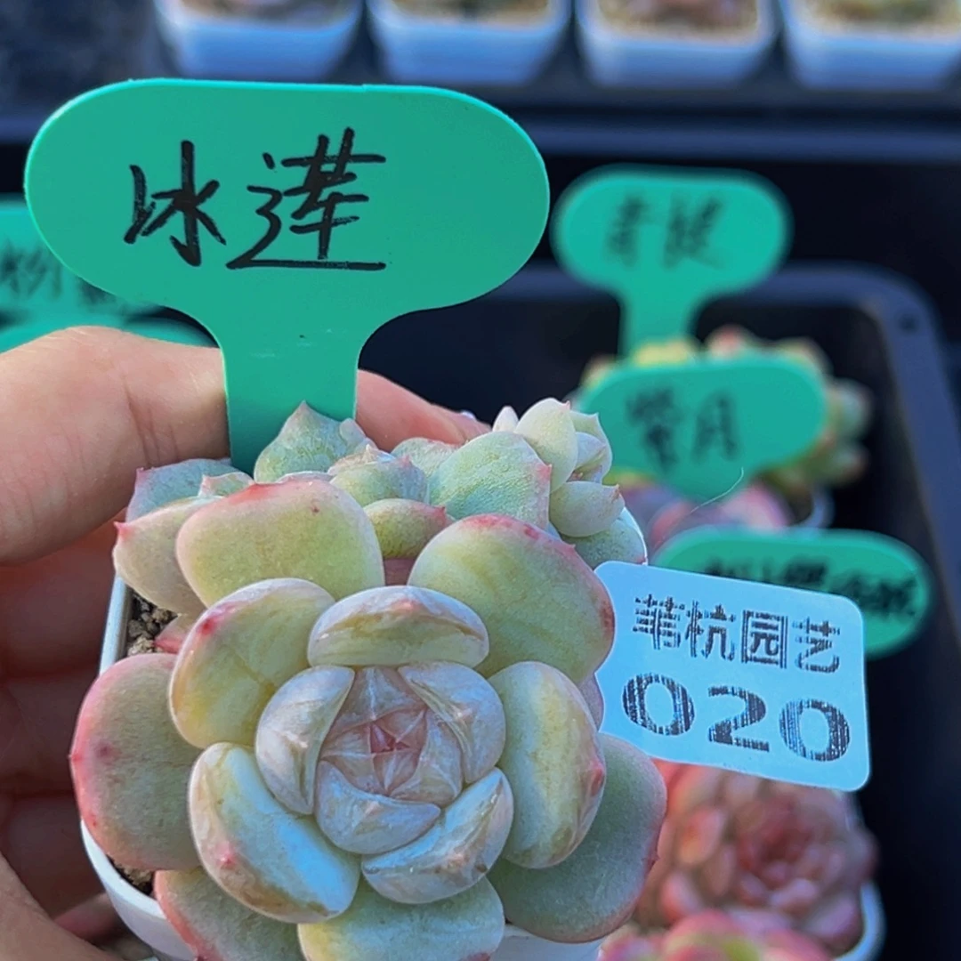 020德干和豆腐切大热时加入