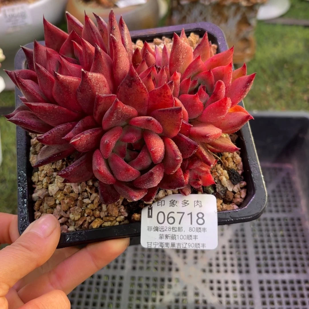 多肉植物6718ggh