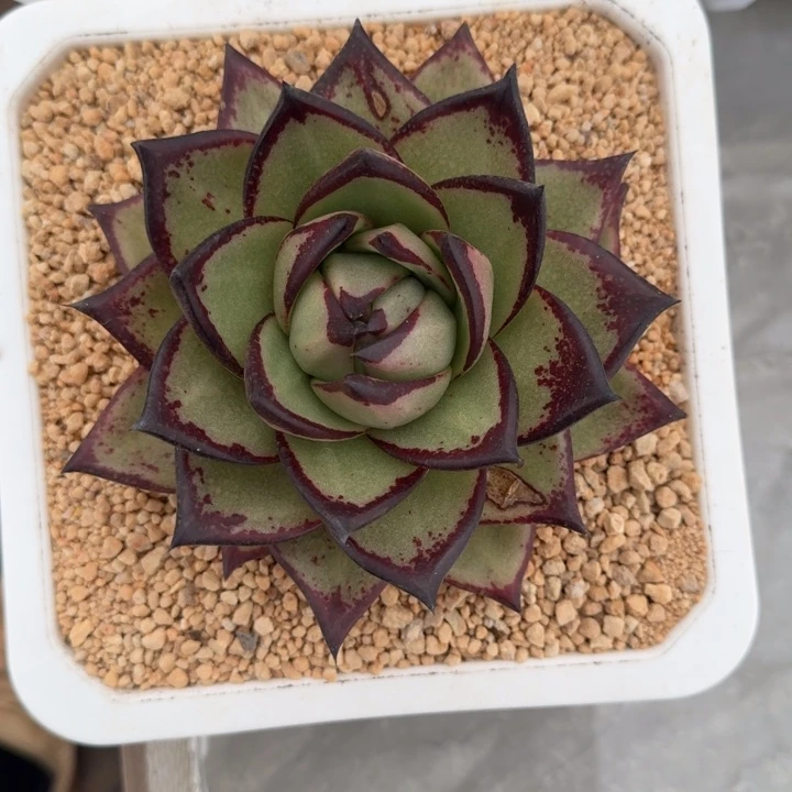 乌木 桃子  一物一拍