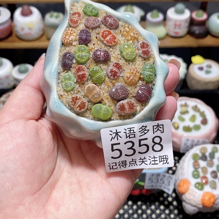 带盆土植物 一物一拍5358