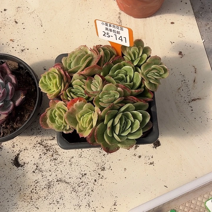 静***光多肉植物组合盆栽141