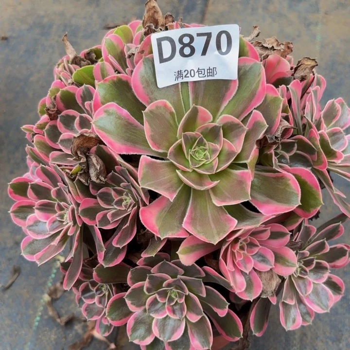 瑞妈多肉植物，870皇后