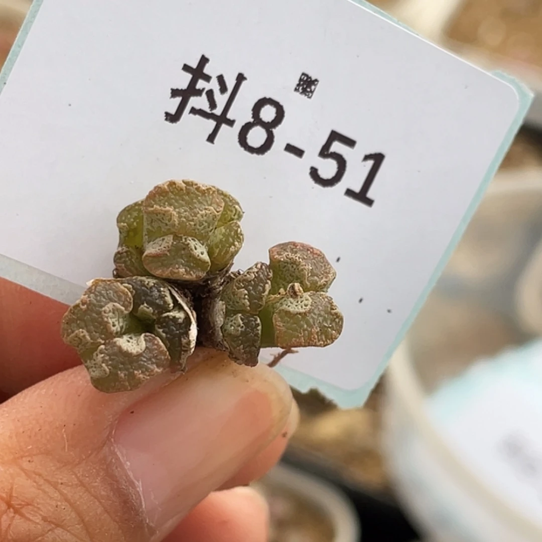 朝*8-51肉锥多肉植物