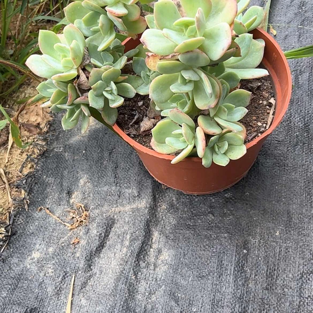 【闪购商品】无花朵简*
