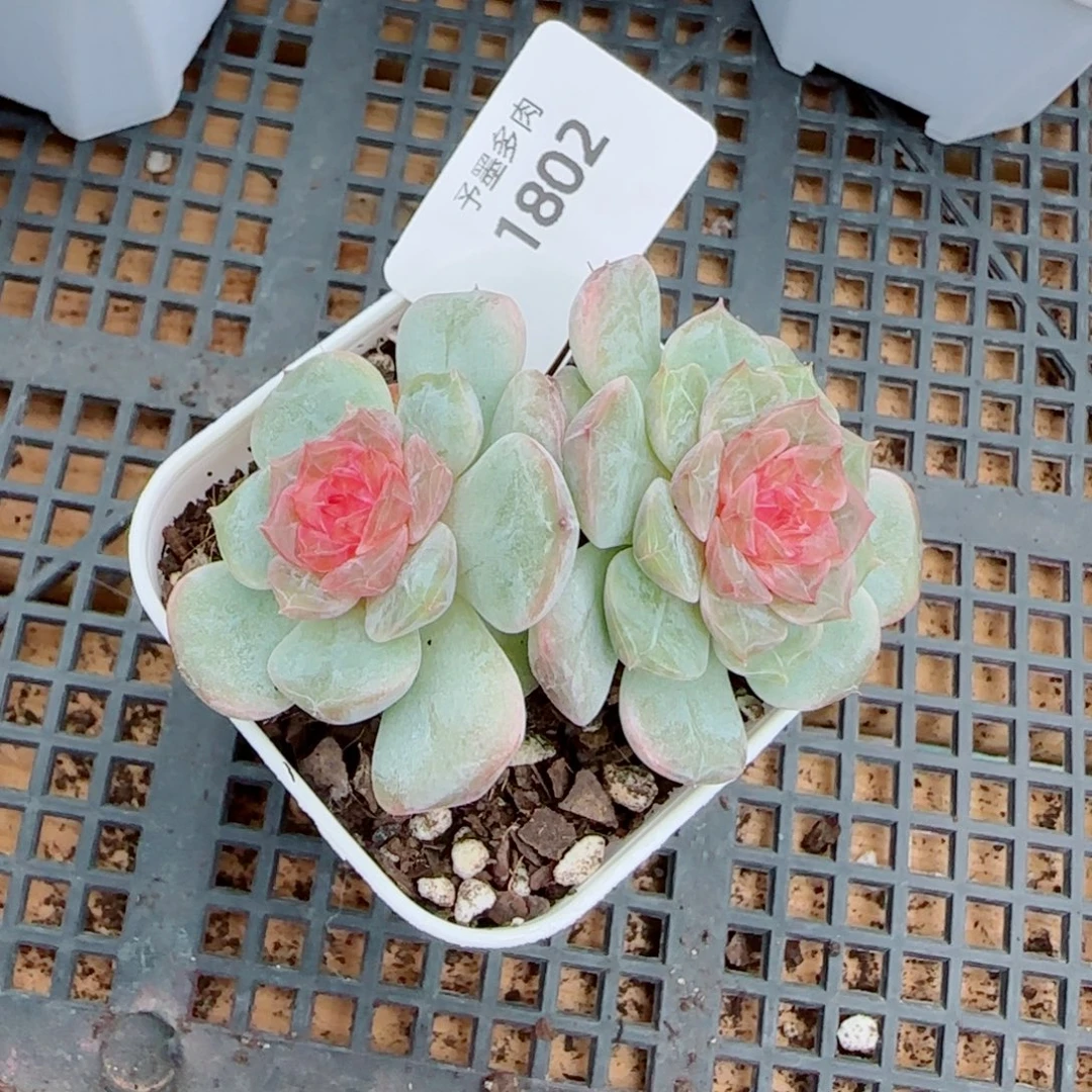 新品，1805多肉植物