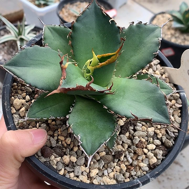 83毒液666666666666666