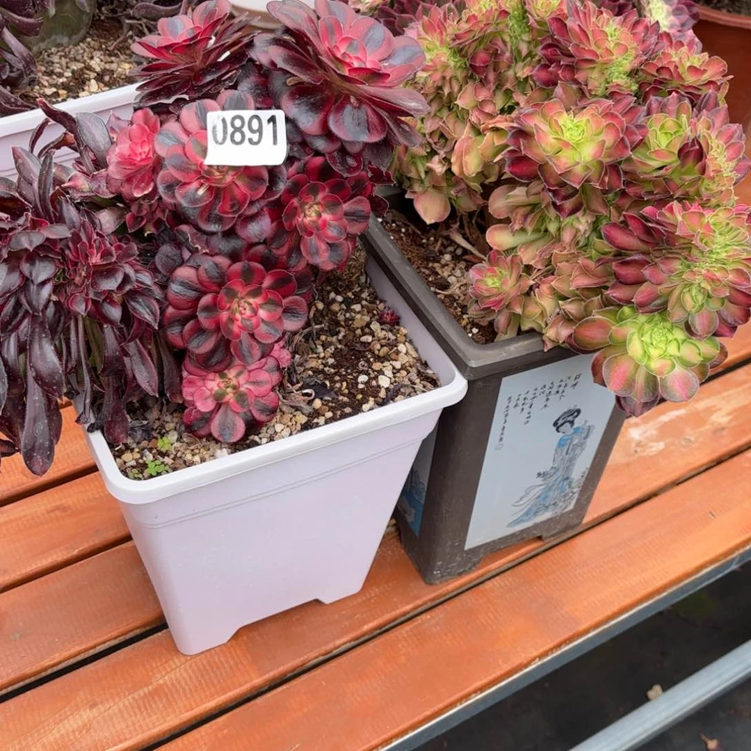 随*香奈儿缀化，韶华缀化0891发货