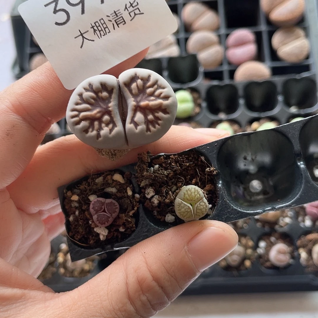 y****:3990大棚清仓甩卖了