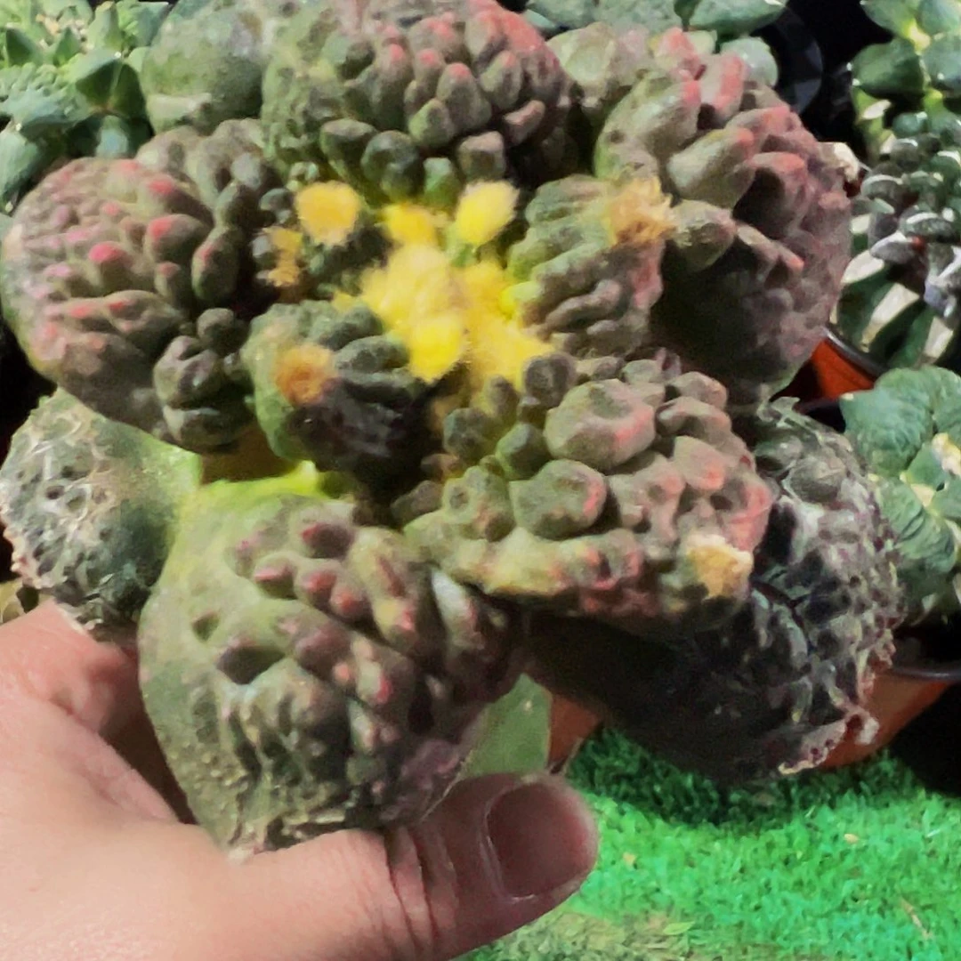 无花朵龟甲牡丹红锦479