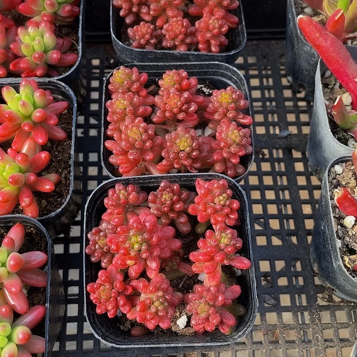 红浆果带盆土发货