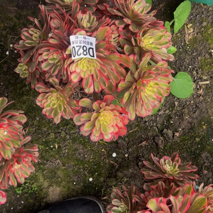 白月光花25-20包邮花花