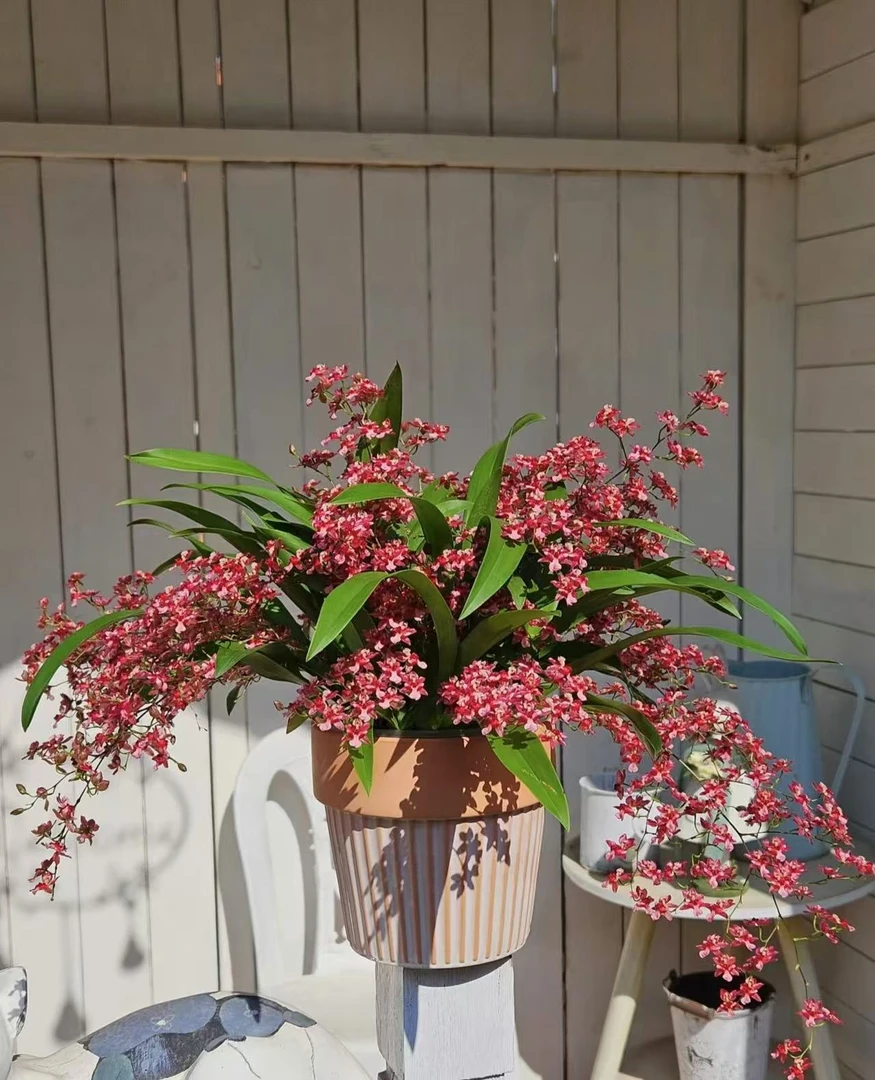 红色梦香兰盆栽鲜花--一盆  实物以直播间展示为准