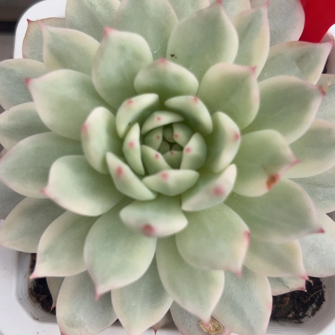 Tp锦大单头多肉植物